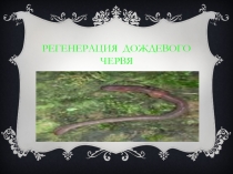 Презентация научно-практической работы по биологии регенерация дождевого червя