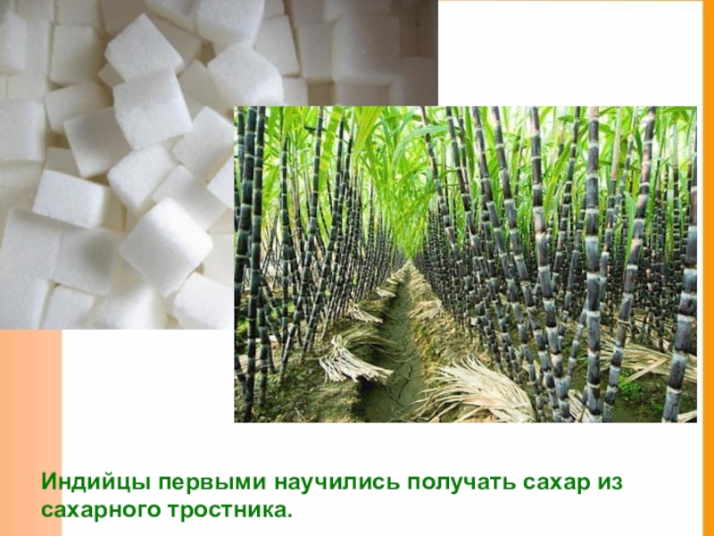 Сахарный тростник в россии. Сахарный тростник. Сахар из тростника. Распространение сахарного тростника. Как делают сахар из сахарного тростника.