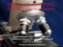 Презентация по биологии Ротовые аппараты насекомых (7 класс)