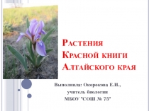 Презентация по экологии Растения Красной книги Алтайского края (6-7 класс)