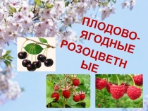 Презентация Плодово-ягодные розоцветные № 2