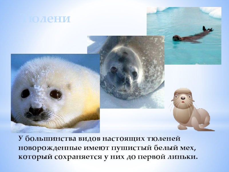 Тюлени У большинства видов настоящих тюленей новорожденные имеют пушистый белый мех, который сохраняется у них до первой