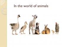 Презентация по английскому языку к уроку для 5 класса In the world of animals