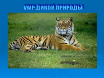 Мир дикой природы презентация для детей с ограниченными возможностями