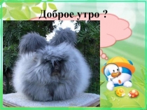 Презентация по биологии Породы кроликов