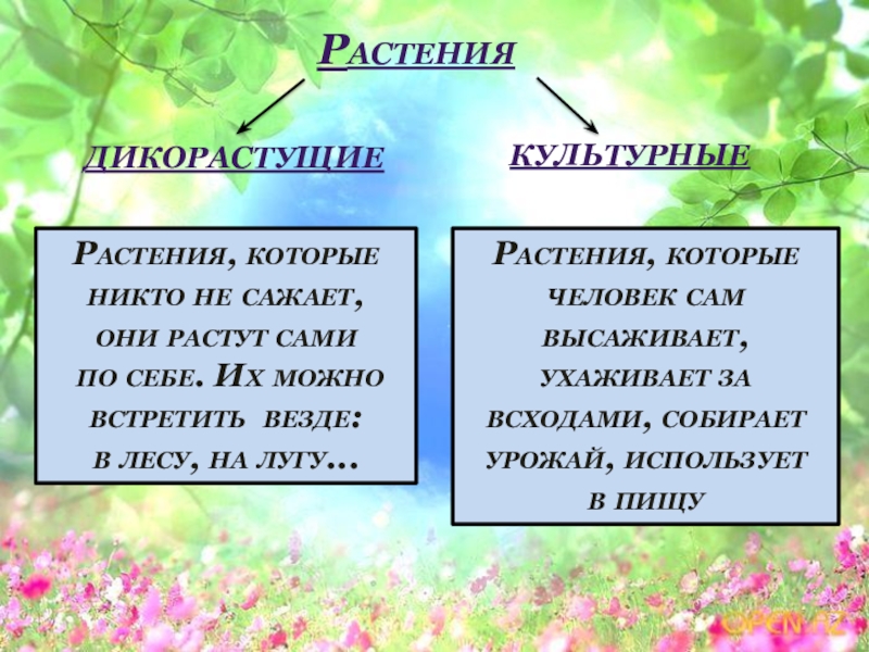 Дикорастущие и культурные растения картинки