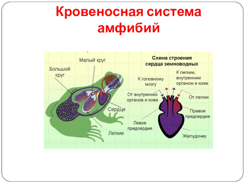 Кровь в сердце у земноводных. Кровеносная система лягушки 7 класс. Кровеносная система система земноводных. Кровообращение амфибий схема. Круг кровообращения амфибий схема.