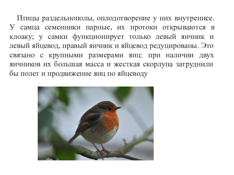 Как спариваются птицы схема фото и описание
