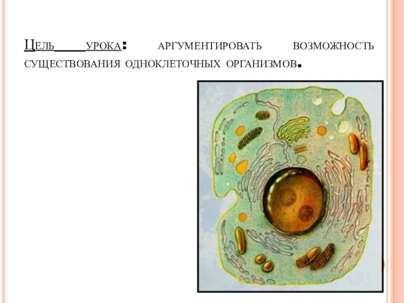 Животная и растительная клетка рисунок без подписей