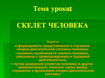 Презентация по биологии на тему Скелет человека