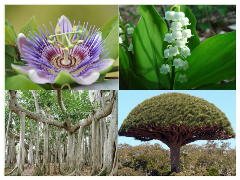 Определитель видов по фото растений