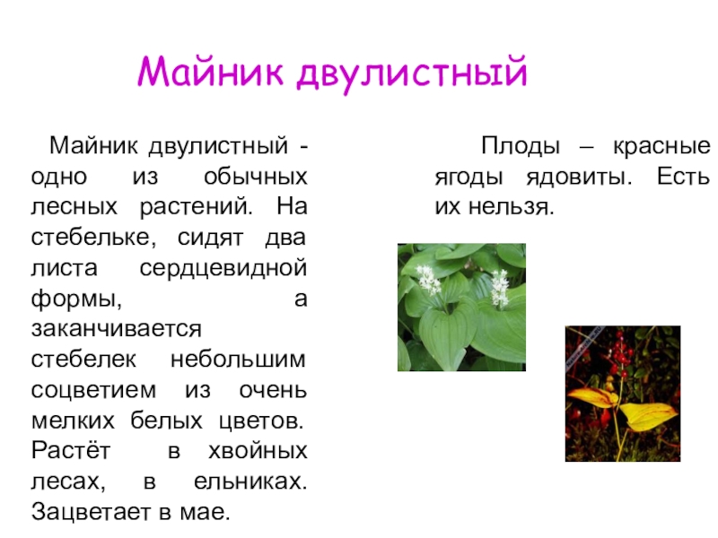 Цветок майник фото и описание