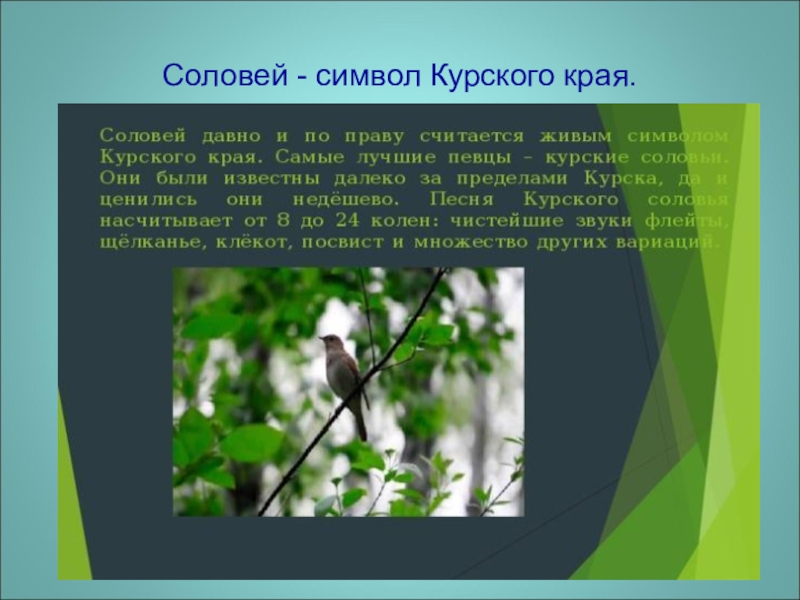 Стихотворение соловей анализ. Символы Курского края. Соловей символ Курского края. Природные символы Курского края. Курский Соловей презентация.