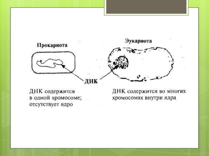 Геном прокариот и эукариот. Строение хромосом прокариотической и эукариотической клеток. Строение хромосомы прокариотической клетки. Строение хромосомы эукариотической клетки. Структура ДНК эукариотической клетки.