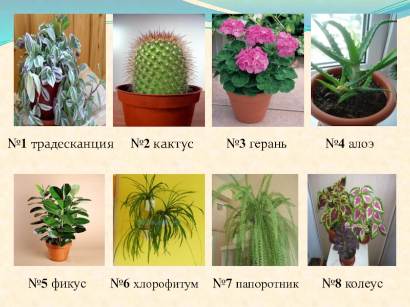 Фикус бенджамина даниэль родина растения. Бамбук растет. Комнатные растения наз. Комнатные растения в горшках. Растения которые быстро растут.