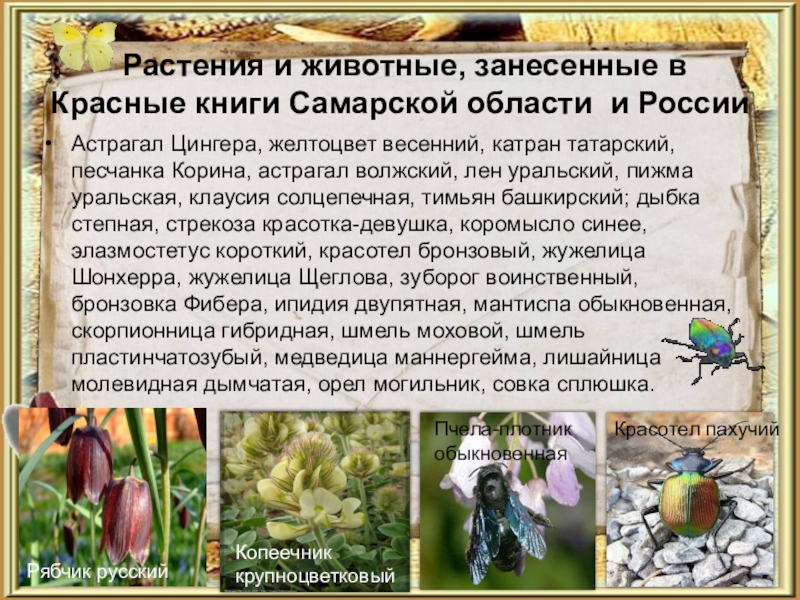 Растения самарской области фото и описание