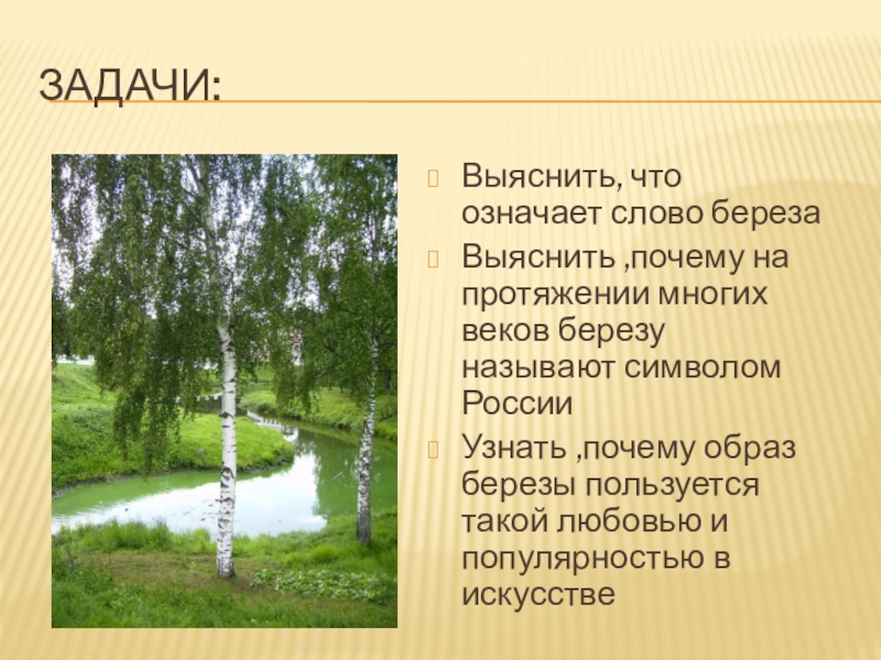 Почему березы русские. Береза символ России. Почему берёза символ России. Проект береза символ России. Почему березу называют символом России.