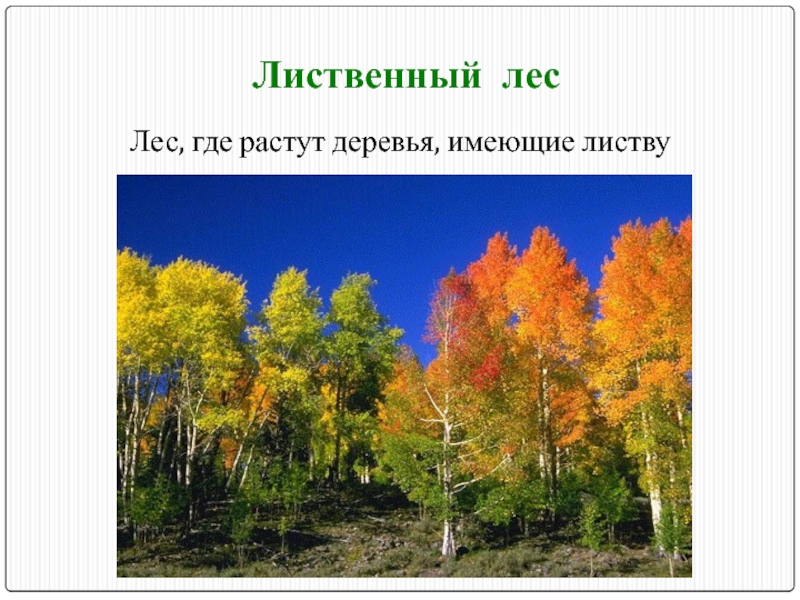 Проект лиственный лес