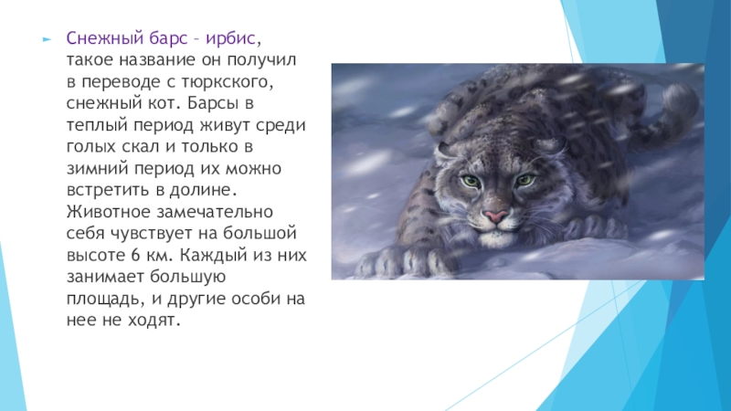 Коля написал текст як лис барс. Стих про снежного Барса. История снежного Барса. Стихотворение о Снежном Барсе. Стихи о Снежном Барсе для детей.