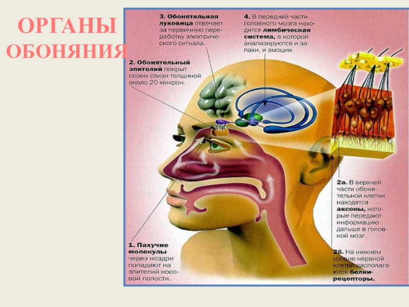 Орган обоняния анатомия презентация