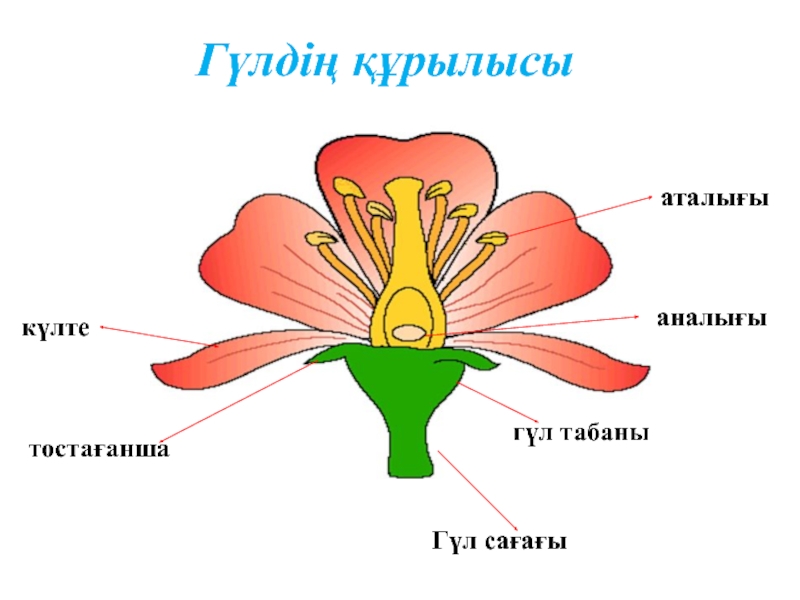 Гүлдің құрылысы