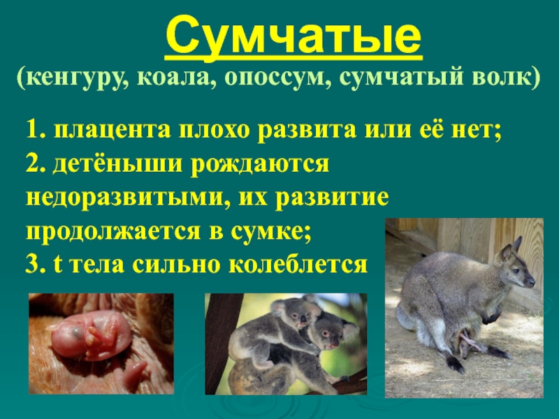 Сумчатые(кенгуру, коала, опоссум, сумчатый волк)1. плацента плохо развита или её нет;2. детёныши рождаются недоразвитыми, их развитие продолжается