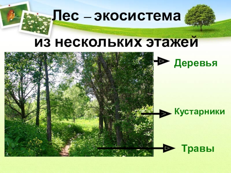 Система леса. Экосистема леса. Экологическая система леса. Экосистема леса презентация. Экосистема лиственного леса.