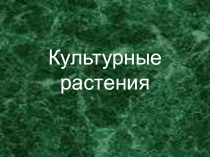 Презентация по окружающему миру  Культурные растения