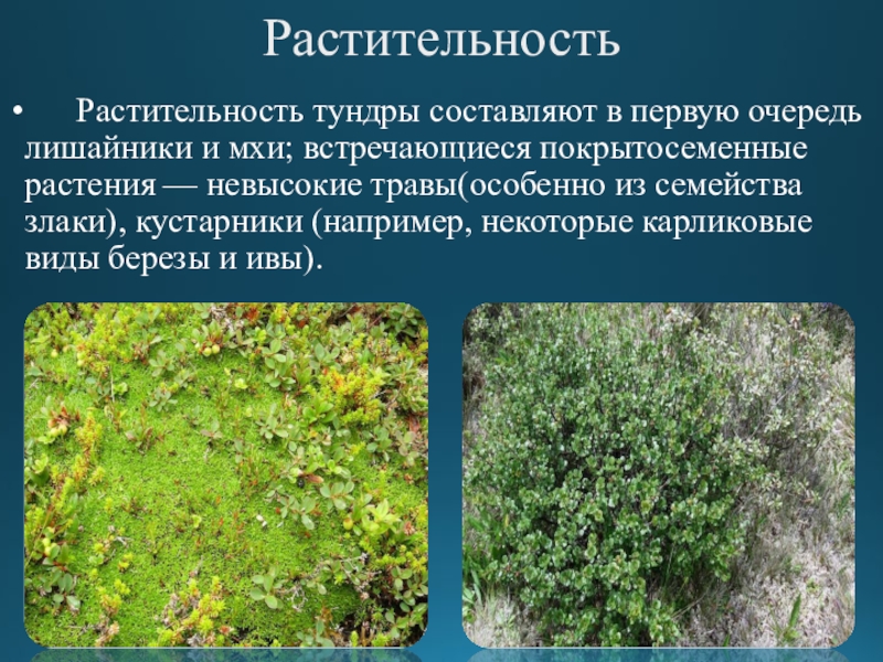 Примеры растений в тундре. Растения тундры ягель. Сфагнум Тундровый. Мхи и лишайники тундры. Тундра Мохово-лишайниковая растительность.