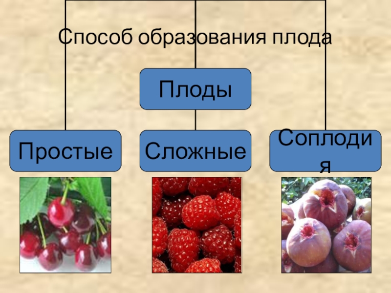 Плоды способ. Способ образования плодов. Классификация плодов по способу образования. По способу образования плода. Образование ложных плодов.