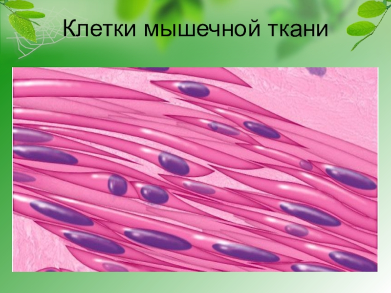 Гладкая ткань рисунок. Клетки гладкой мышечной ткани. Веретеновидные клетки мышечной ткани. Гладкая мышечная ткань изображение клетки ткани. Гладкая мышечная ткань веретеновидные клетки.