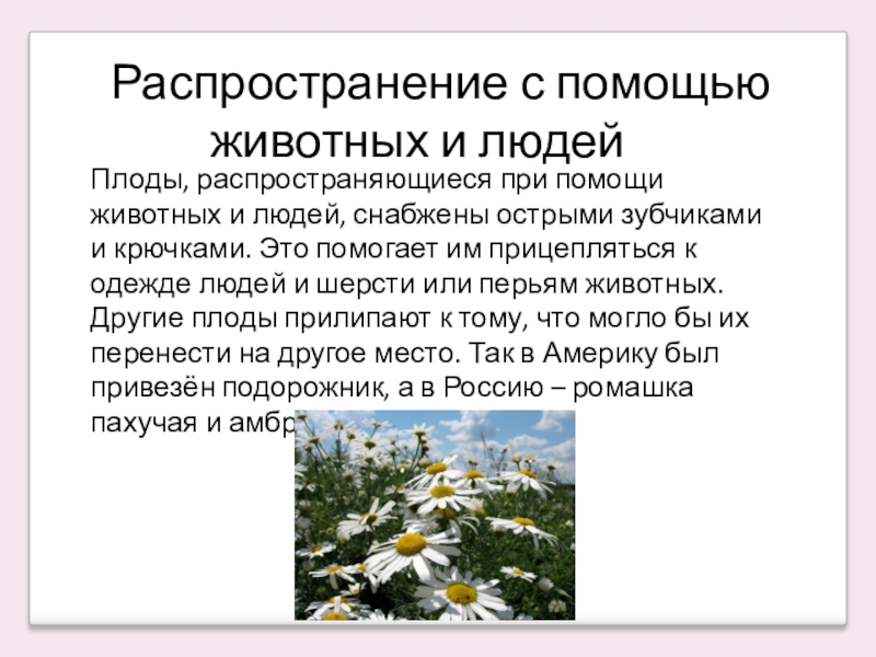 Как животные помогают растениям распространять плоды. Распространение с помощью животных. Распространение семян ромашки. Как распространяются плоды ромашки. Ромашка способ распространения плодов и семян.