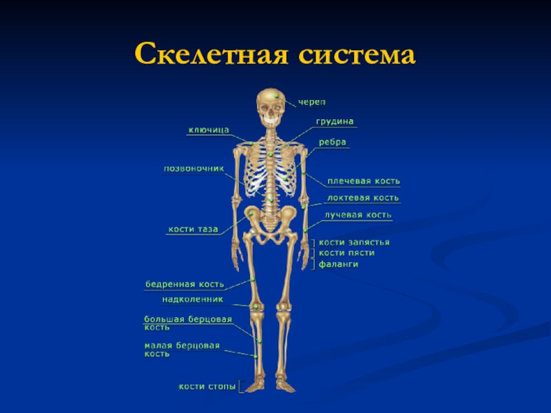 8 класс биология презентация на тему общий обзор организма