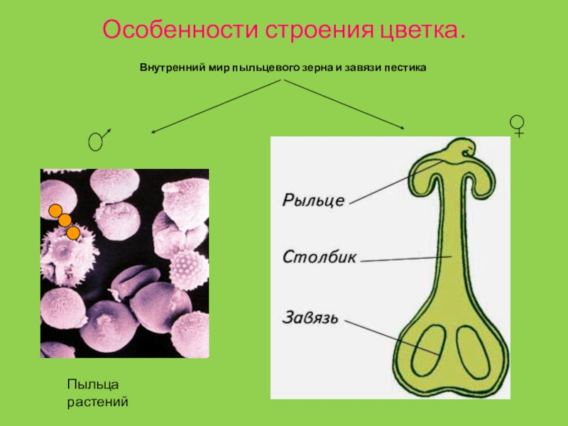 Какой буквой на рисунке обозначена часть цветка в которой формируются пыльцевые зерна