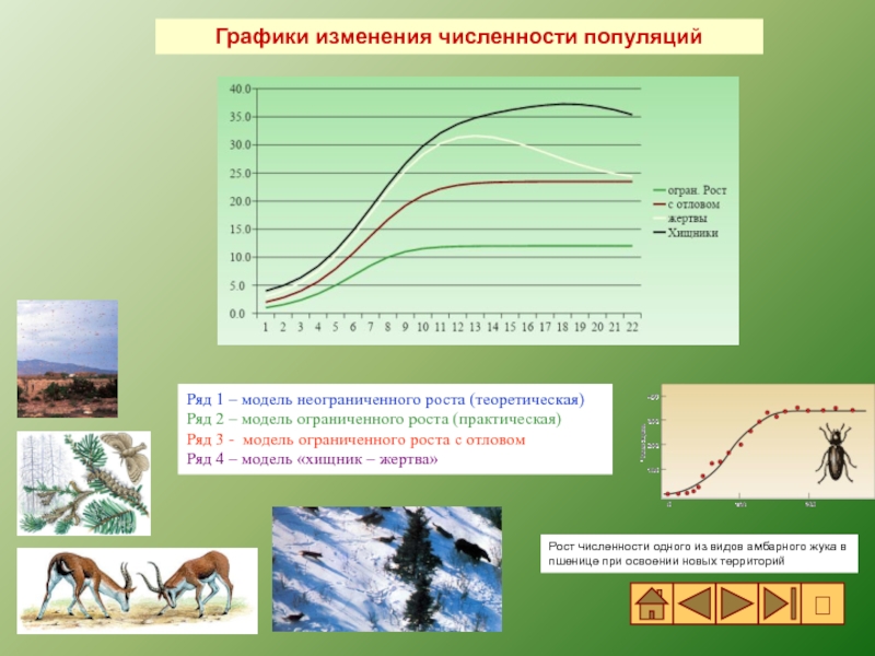 Вымирающая популяция схема