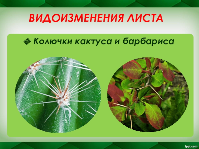 Видоизменение листьев 6 класс биология. Видоизменение листа колючки. Видоизменение листьев колючки. Метаморфозы листа колючки. Кактус видоизменение листьев.