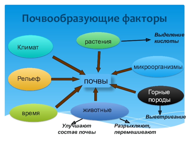 Схема почвообразующие факторы