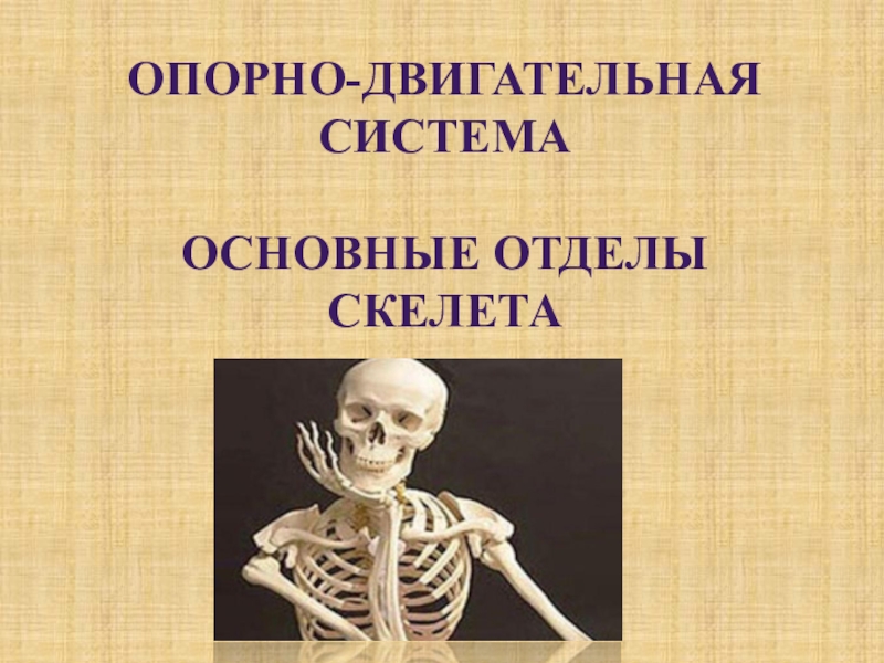 Презентация к уроку биология на тему - Скелет человека. 8 класс