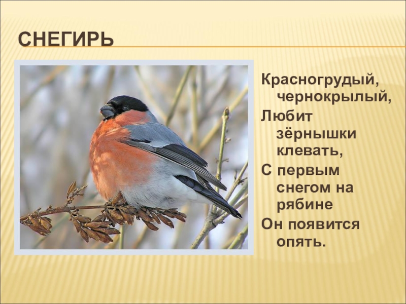 Снегири текст. Рассказ про снегиря. Описание снегиря. Рассказ про снегиря для 1 класса. Снегирь информация о птице.