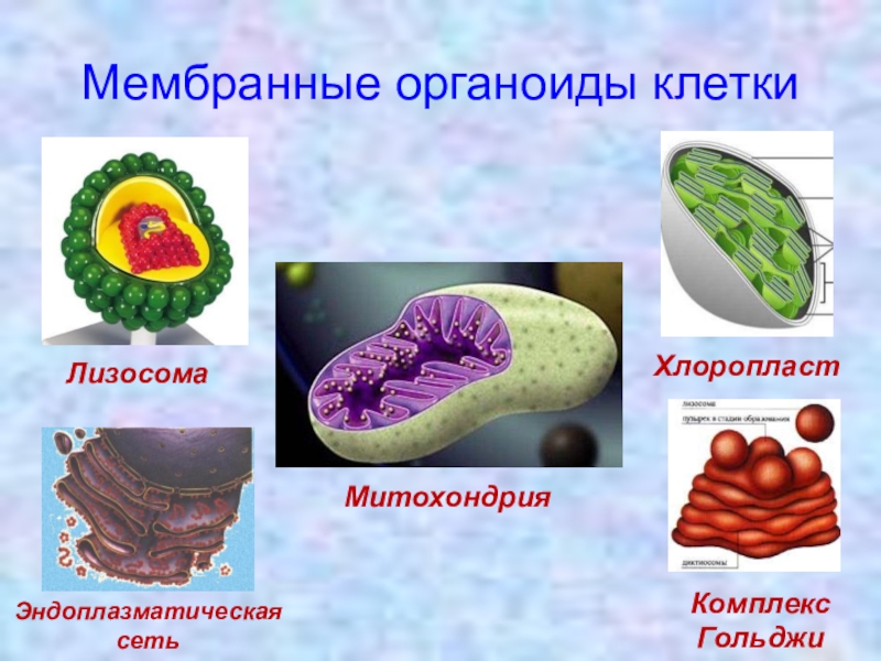 Презентация мембранные органоиды клетки