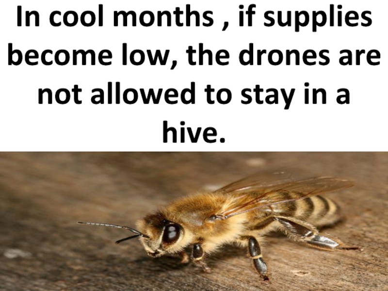 In cool months , if supplies become low, the drones are not allowed to stay in a