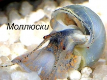Презентация по биологии на тему Моллюски