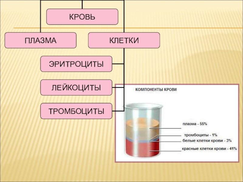 Тканевая совместимость и переливание крови 8 класс биология презентация