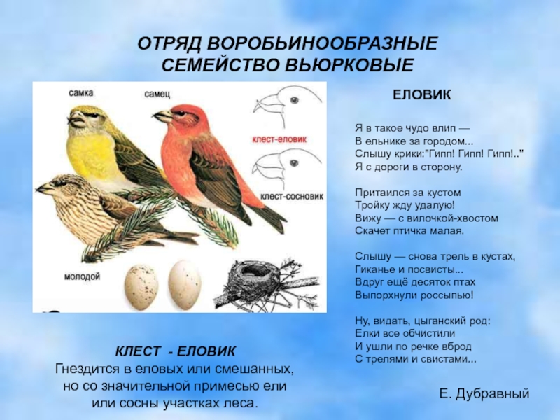 Воробьинообразные птицы презентация