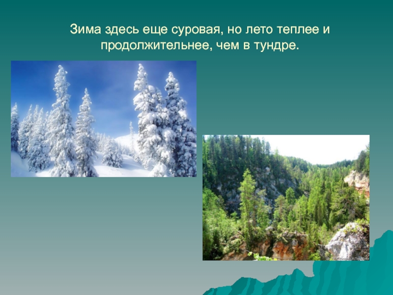 Зима здесь. В зоне лесов теплое лето. Тайга лето теплее чем в тундре. Почему в тайге теплее чем в тундре.