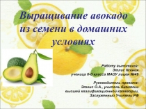Презентация к исследовательскому проекту Выращивание авокадо из семени в домашних условиях