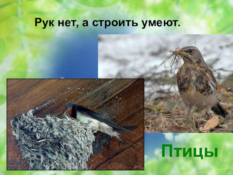 Рук нет а строить умеет. Какая птица умеет дразниться. Загадки про птиц для 2 класса. Загадка про птичку. Рук нет а строить умеет.