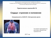 Мультимедийное сопровождение практического занятия по теме Сердце: строение и положение