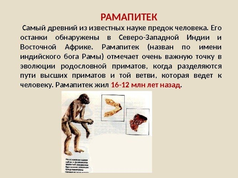 Виды человека 8 класс. Рамапитек этапы эволюции. Рамапитеки прямохождение. Рамапитек австралопитек человек. Ранние предки человека рамапитеки.