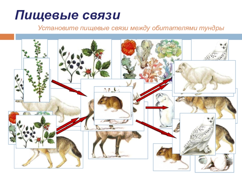 Составить пищевую цепь тундры